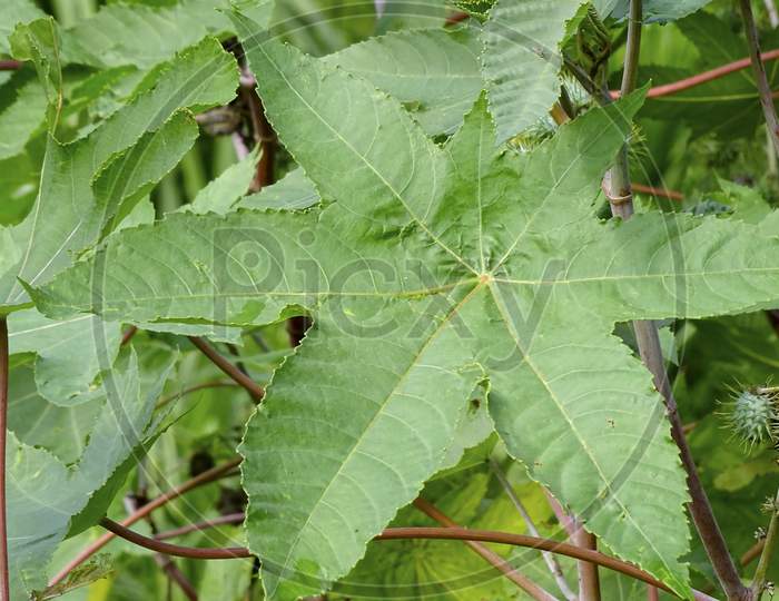 Decorative, fast-growing, heat-loving, garden plant with large leaves. Castor bean (Ricinus communis)