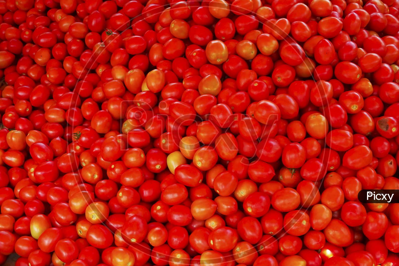 Red tomato background