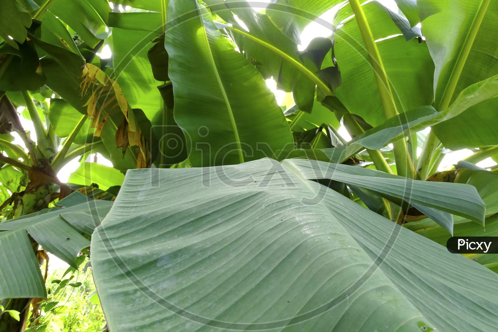 tropical banana leaf , green background