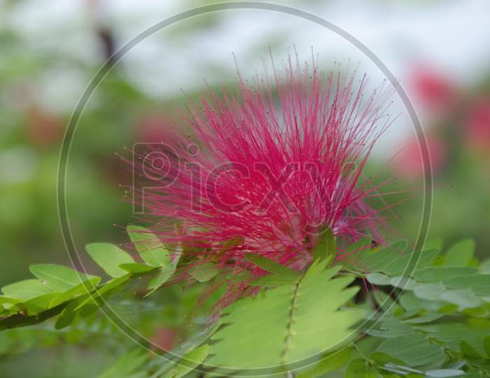 Selective focus on RED CALLIANDRA HAEMATOCEPHALA FLOWER with green leaves isolated with blur background in park in morning sunlight.