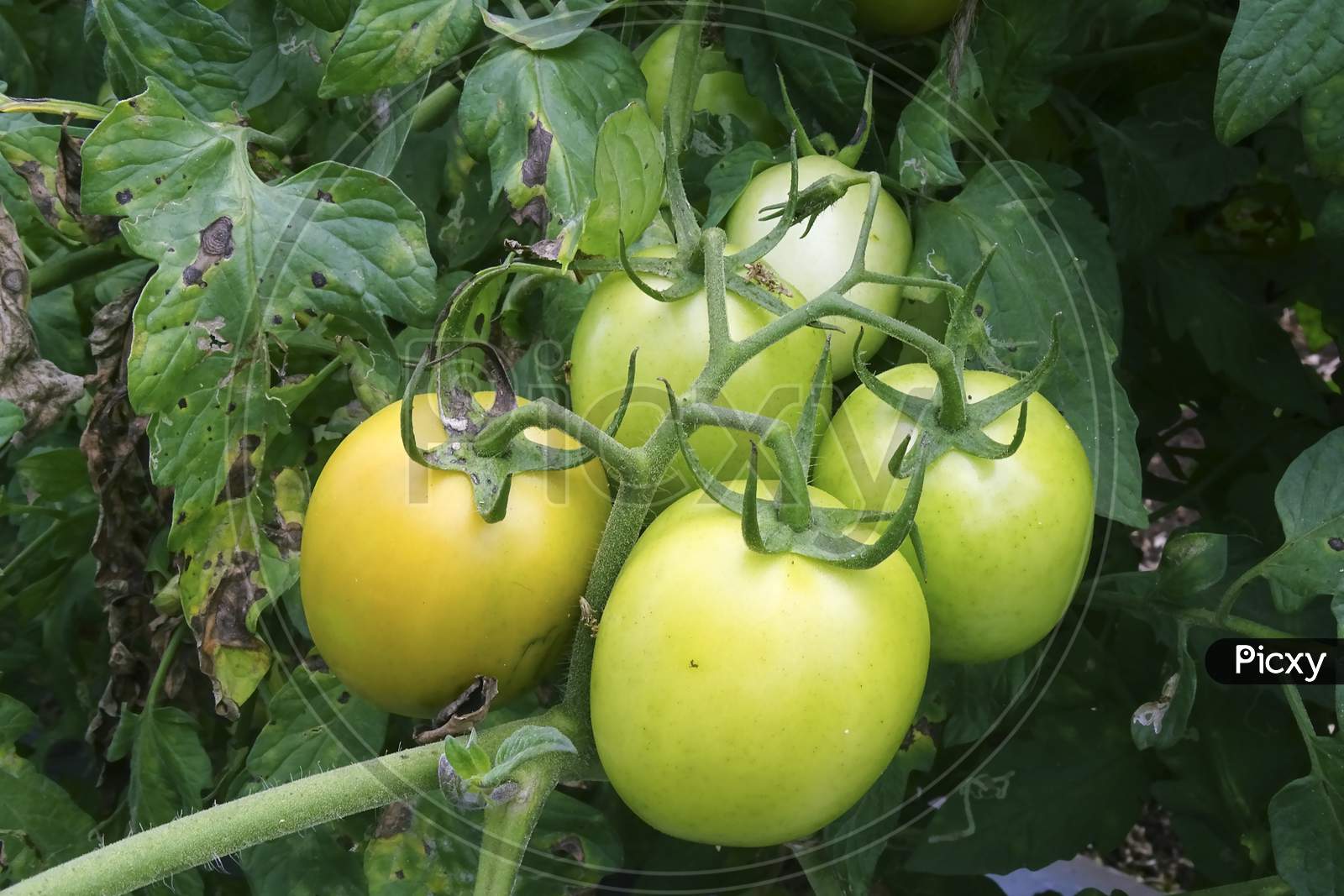 Organic ripe tomatoes on the vine ready to be picked
