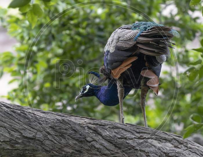Peacock On The Tree. Portrait Of Beautiful Peacock. The Indian Peafowl Or Blue Peafowl (Pavo Cristatus). Natural Habitat.