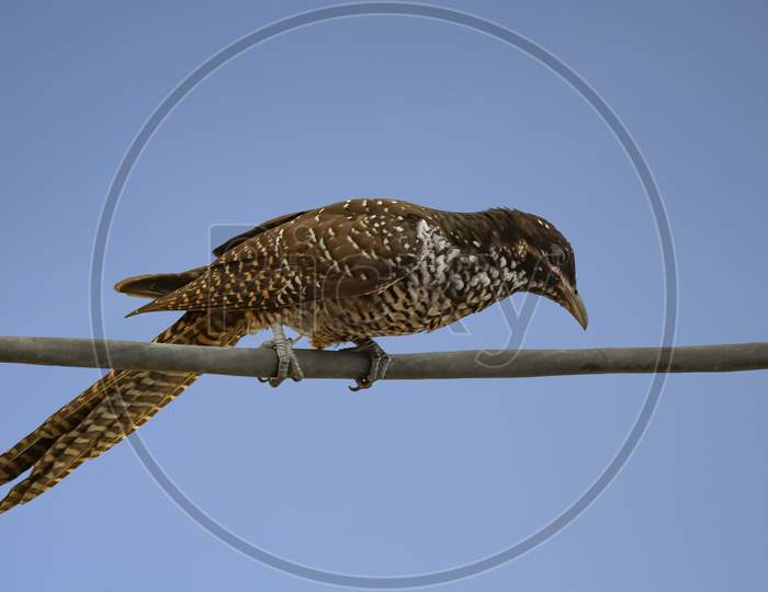 Female Asian Koel, Beautiful Brown Bird Perching On The Wire. Asian Koel (Eudynamys Melanorhynchus) Is A Member Of The Cuckoo Order Of Birds, The Cuculiformes.