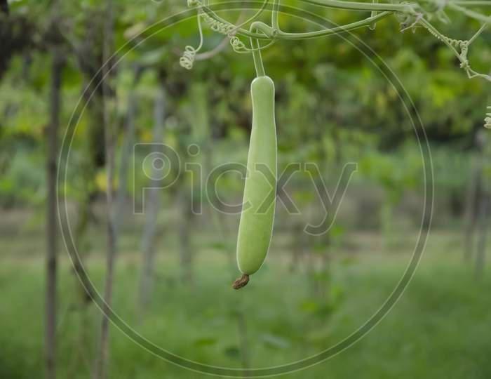 HANGING GREEN LONG GOURD WITH GREEN LEAVES WITH GREEN BACKGROUND. INDIAN LAUKI VEGETABLES PLANT IN THE GARDEN.
