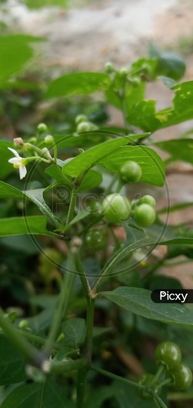 Solanum ptychanthum Plant