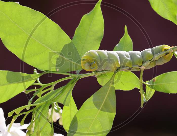 Big Green Caterpillar Sitting On A Branch Of Jasmine Tree