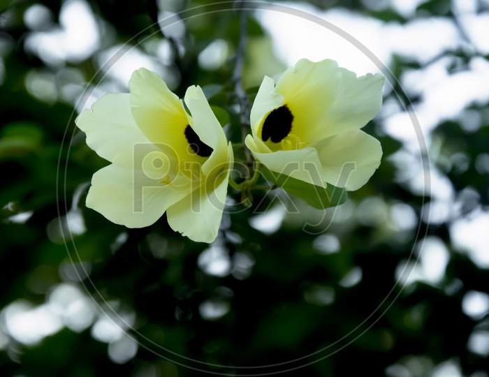 Selective focus on BAUHINIA TOMENTOSA flowers isolated in blur background in morning sunshine. White, yellow and violet flowers. Beautiful flowers.