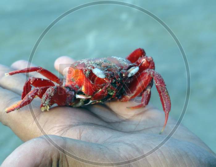 A closeup of a man holding a tiny red crab in his palm on a cliff background