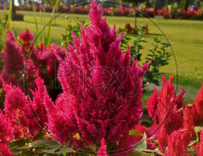 Red Flower Of Nishat garden, Srinagar