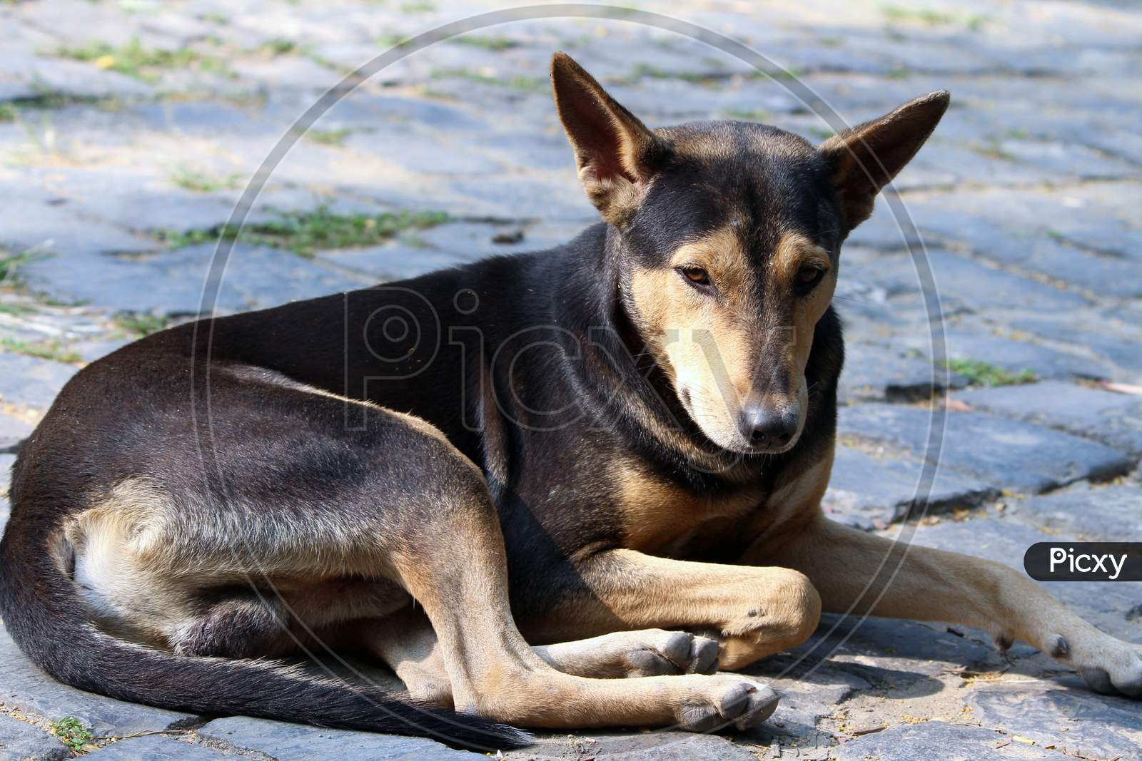The cute Indian street dog looking at camera