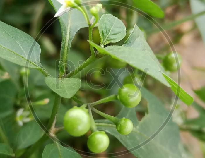 Solanum ptychanthum Plant