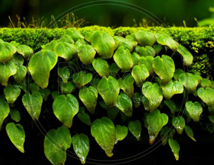 Beautiful Leaves Of A Wild Creeping Plant As Background