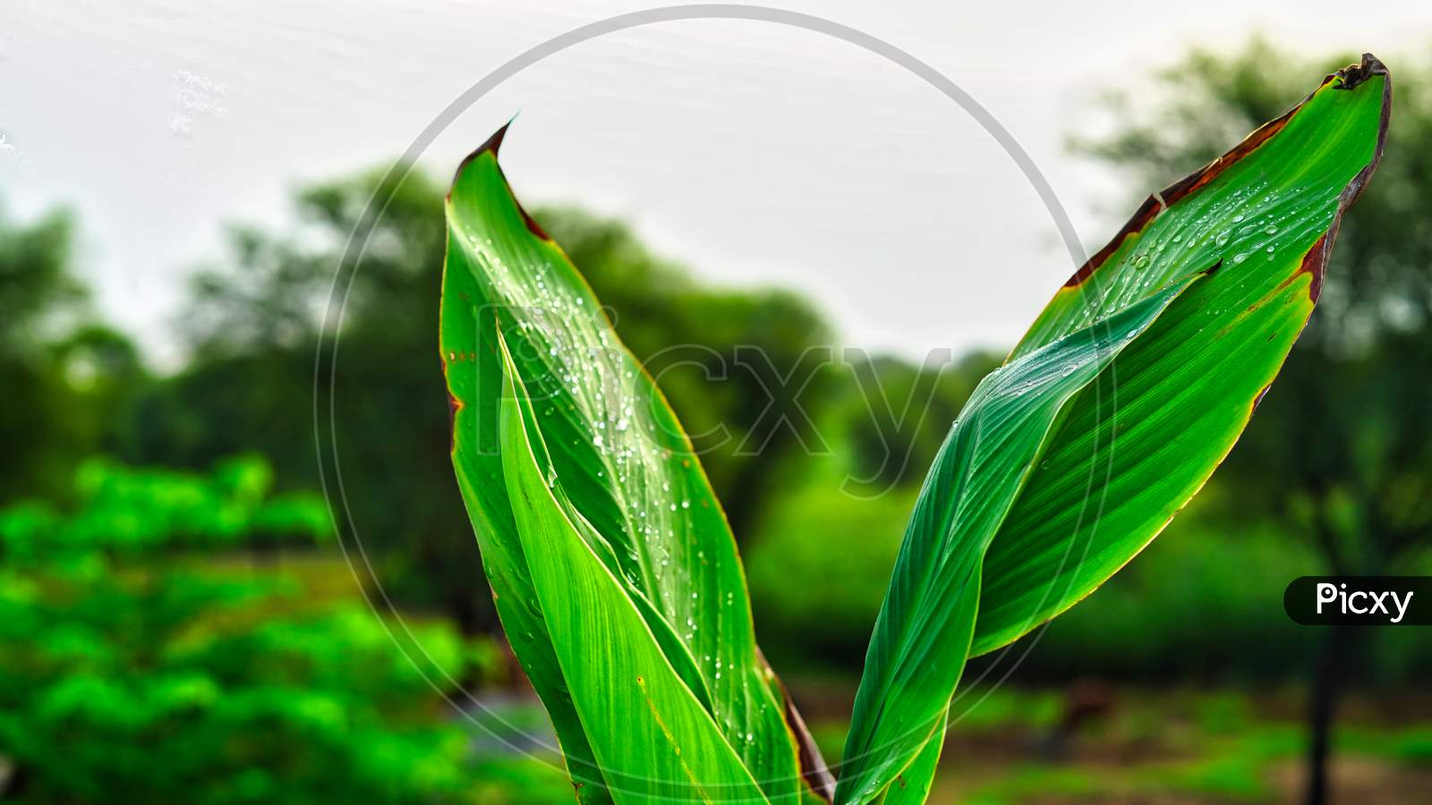 Canna Lily Leaves That Like Banana Leaf. Tropical Spring And Summer Leaves Background.