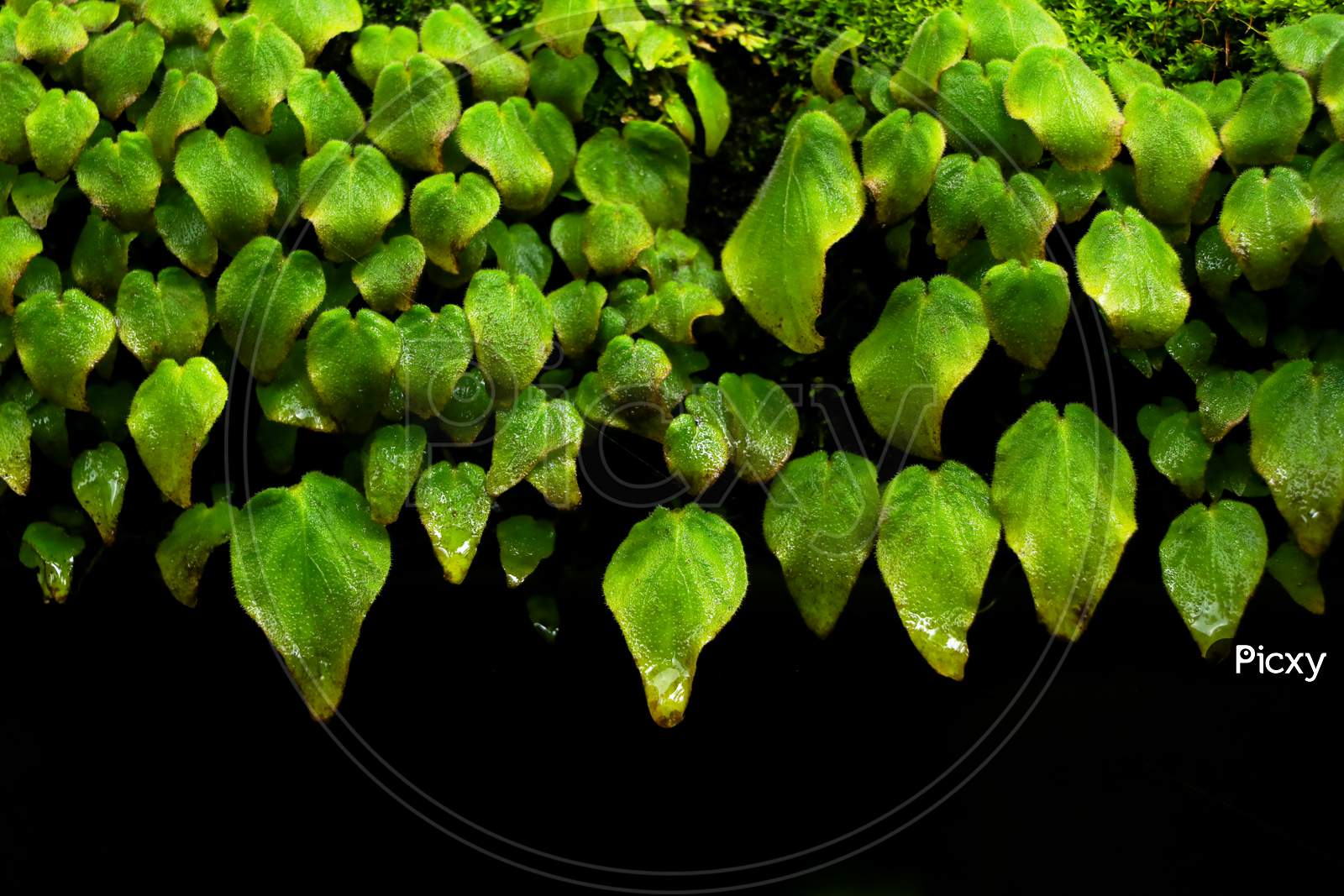 Beautiful Leaves Of A Wild Creeping Plant As Background