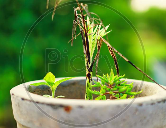 Tropical Spring And Summer Leaves Background. Beautiful Green Plants In A Pot On The Terrace. Home Interior Concept.