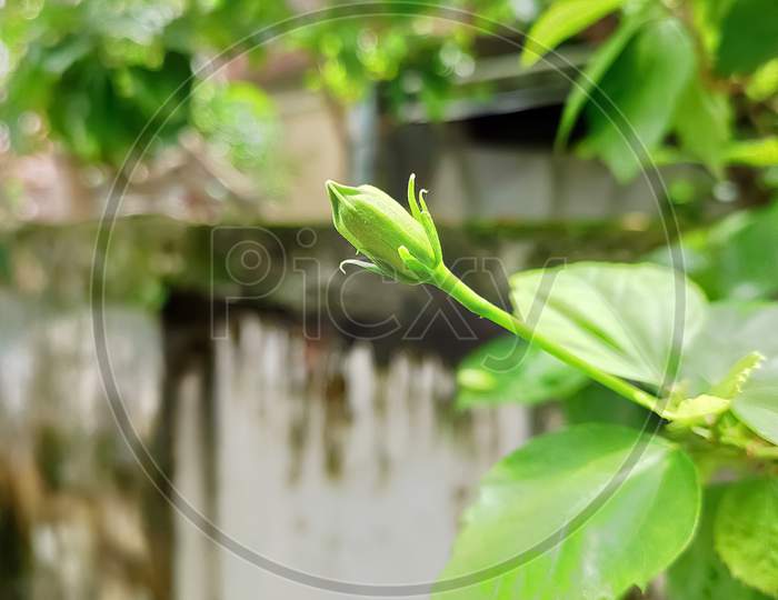 Hibiscus bud in blurred background.
