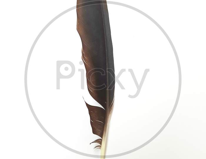 Single Or One Black Color Crow Bird Feather Isolated On White Background