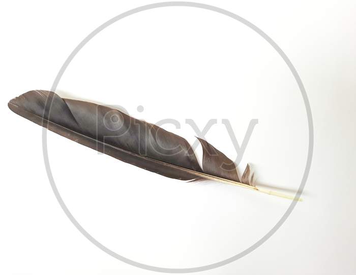 Single Or One Black Color Crow Bird Feather Isolated On White Background