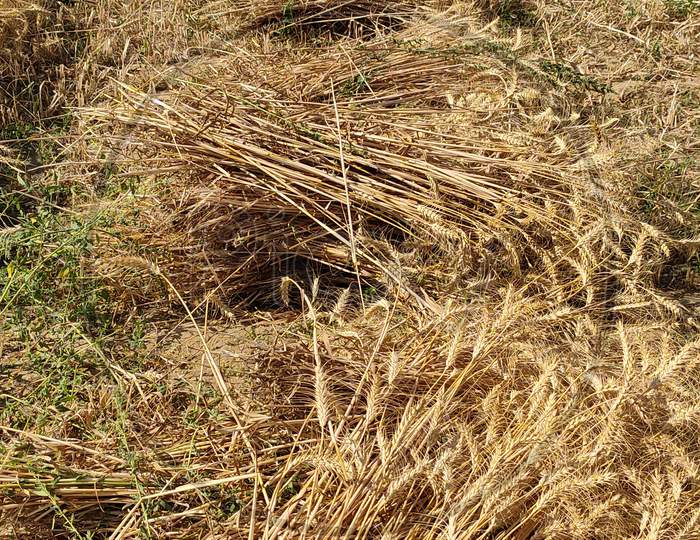 Wheat harvesting