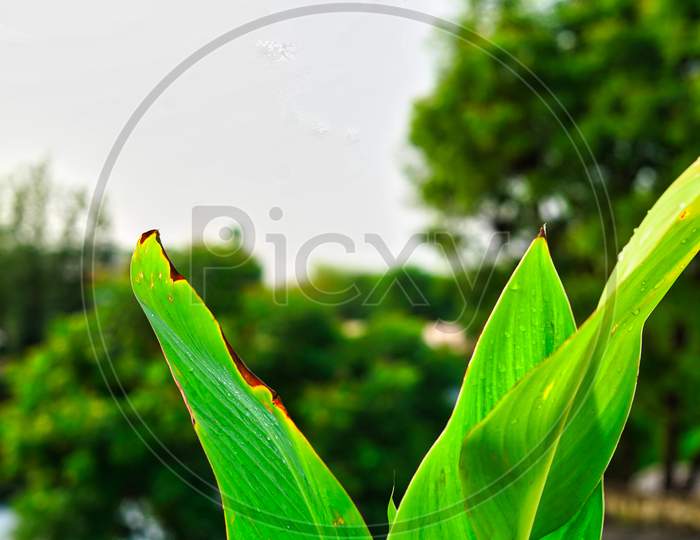 Green Canna Lily Leaves On The Roof In The Pot. Canna Lily Leaves That Like Banana Leaf.