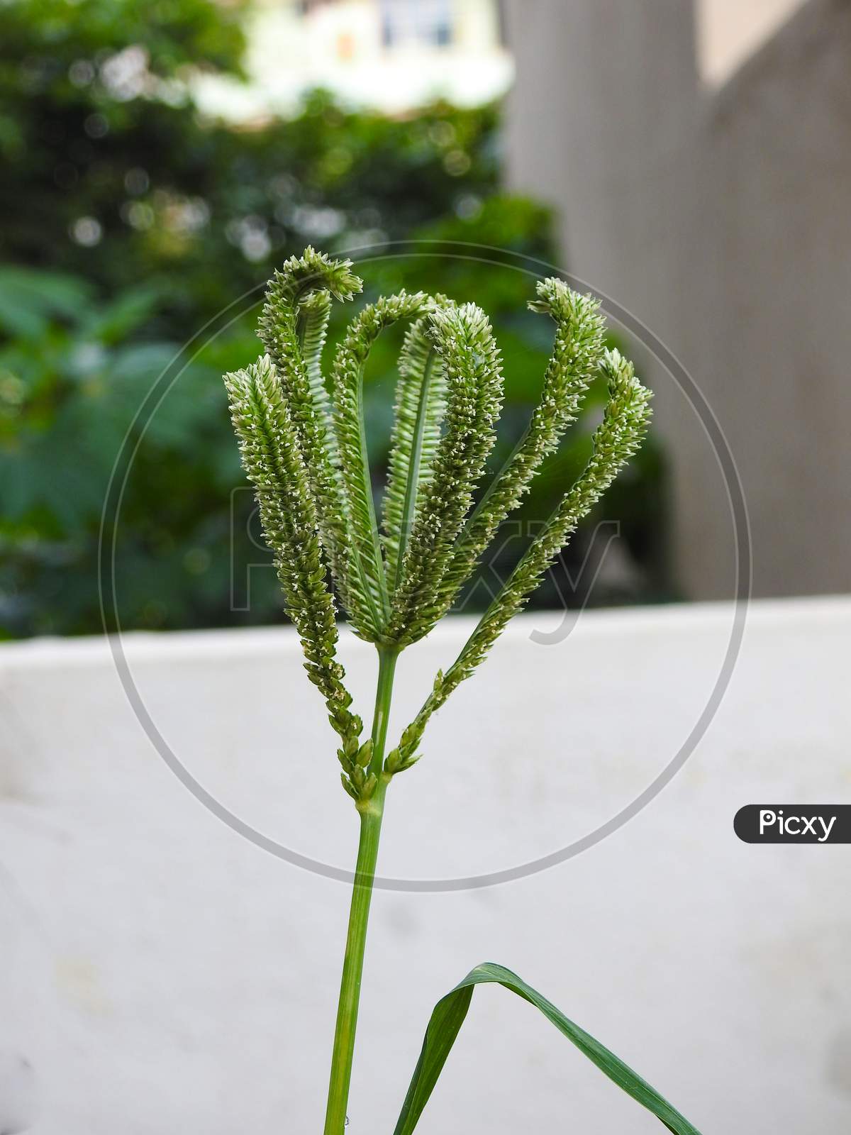 ragi plant clipart image