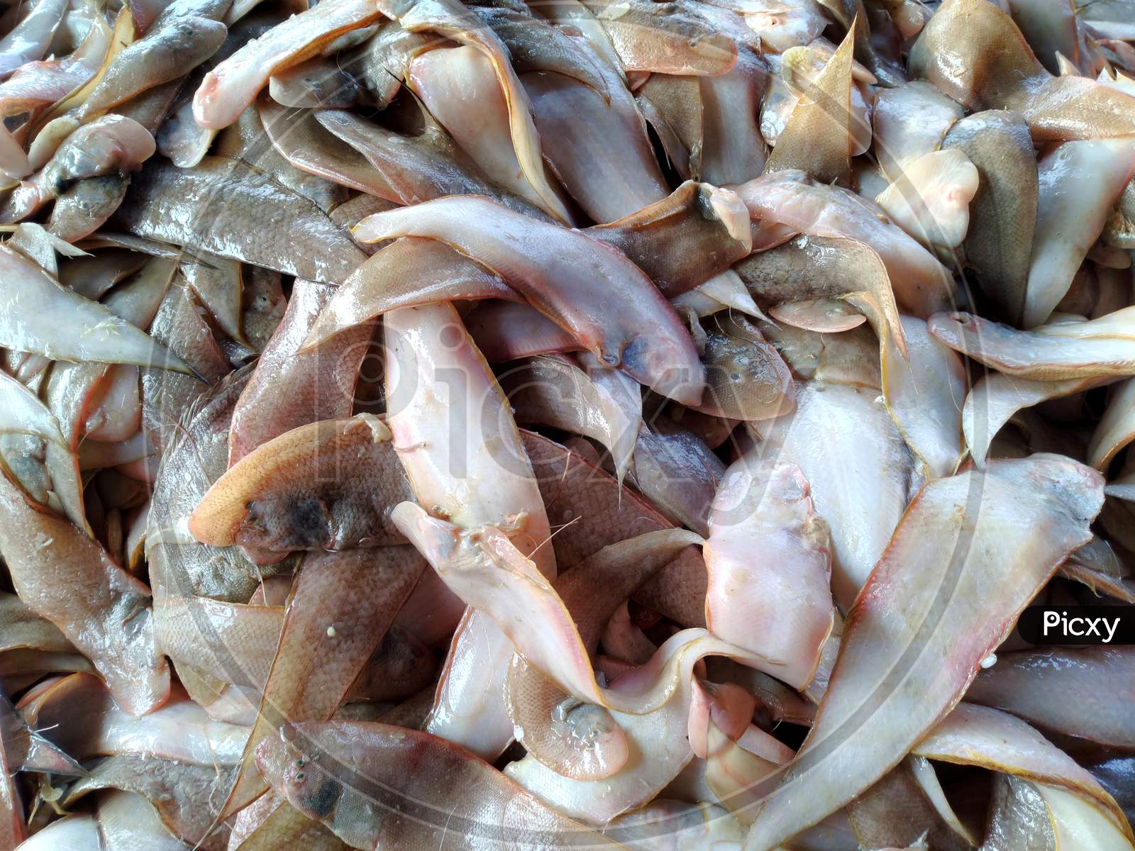 Image of Sea Fish In A Fish Market,Sea Food-FP633681-Picxy
