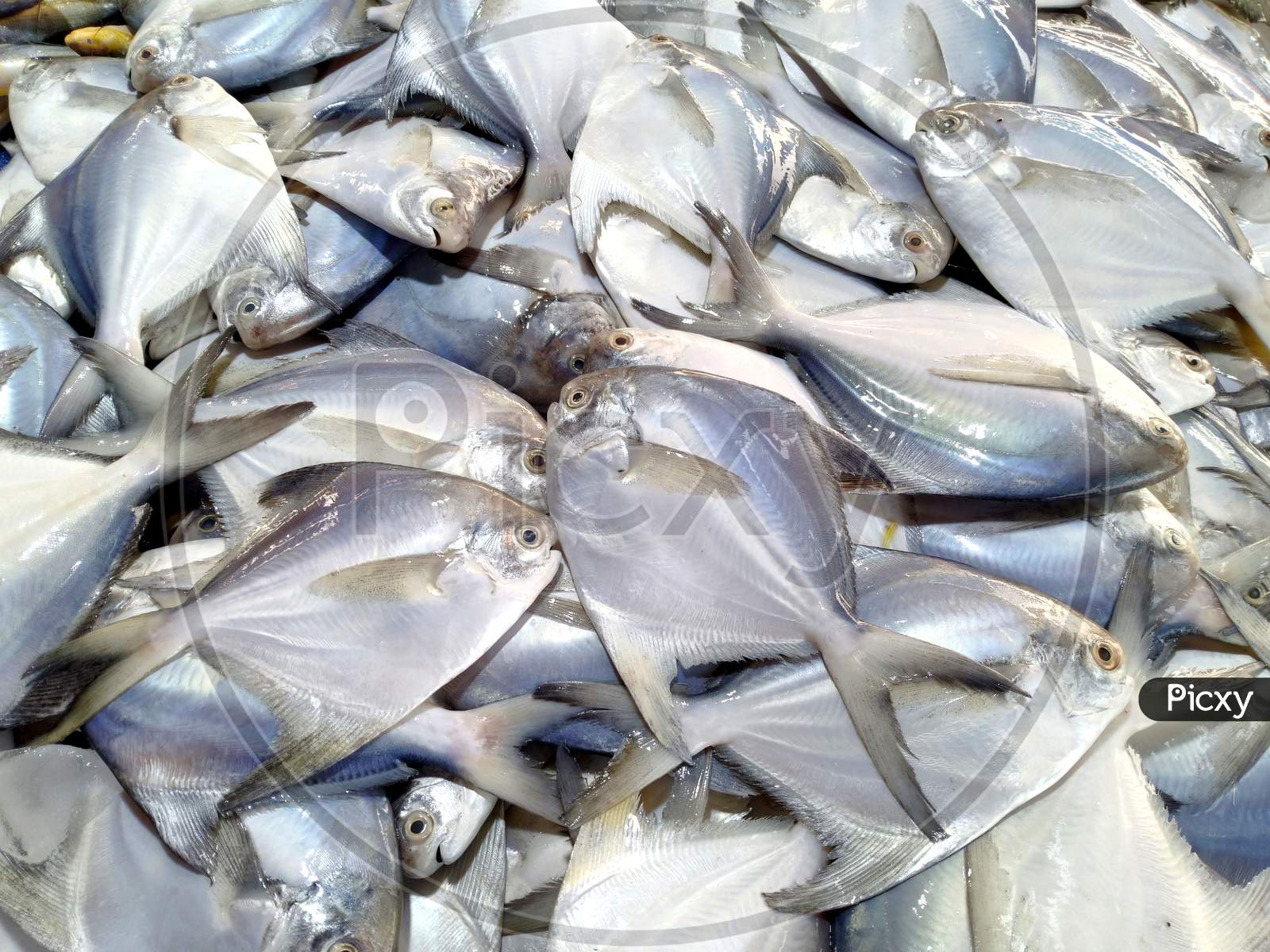 Raw Pomfret Fish In A Fish Market,Fresh White Pomfret Fish,Best Sea Fish