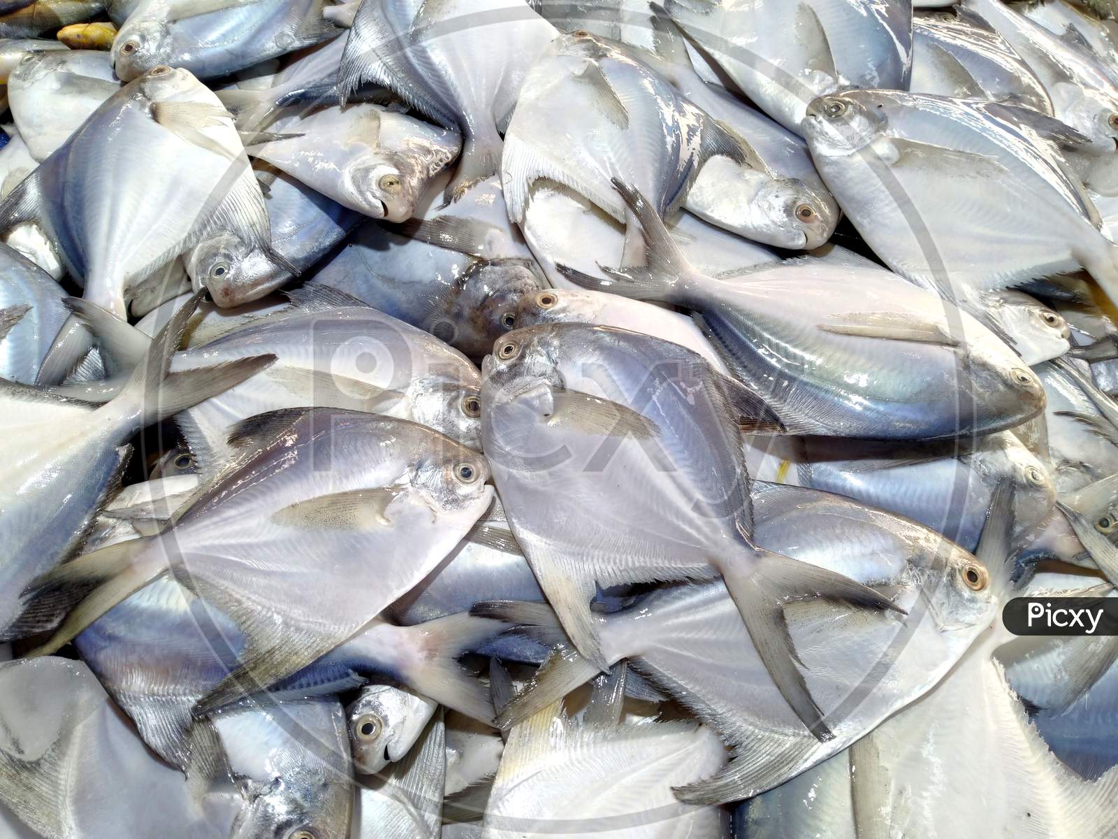 Image Of Raw Pomfret Fish In A Fish Market Fresh White Pomfret Fish which-pomfret-fish-is-best-diy-seattle
