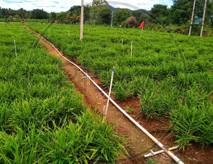 Image of Ginger farm, ginger cultivation, ginger field-YS979590-Picxy