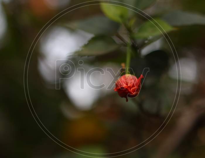 Bud Of An Orange Hibiscus Flower