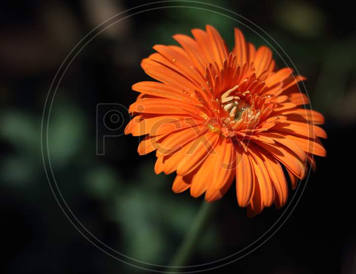 A Smiling Flower In Garden