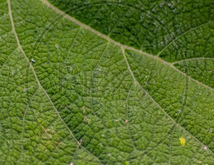 Macro of a rough green leaf with leaf structures and detailed veins is the perfect chlorophyll study object for biology and bio-chemical analysis for pupils, students and teachers at school
