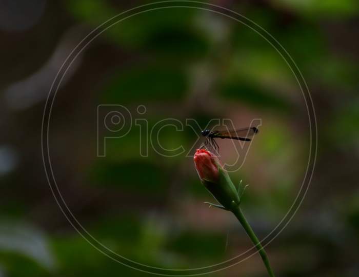 Cute Small Dragonfly On A Flower Bud