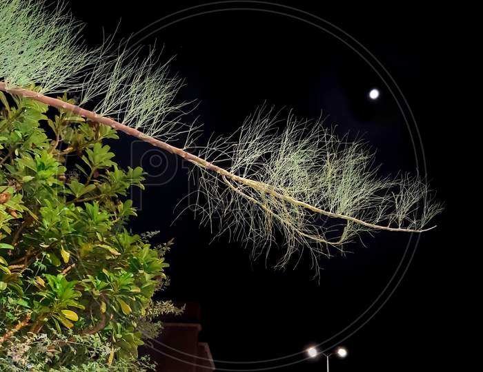 Beautiful tree leaves and moon street lights in night shoot