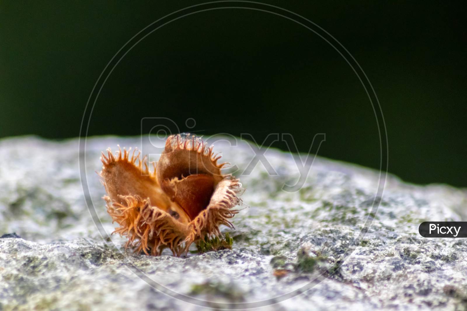 Beech nut macro in fall and autumn as seasonal forest fruit with spiky nutshell and delicious nut seeds as harvest for animal feed in forests and woods tasty snack on outdoor hiking adventures