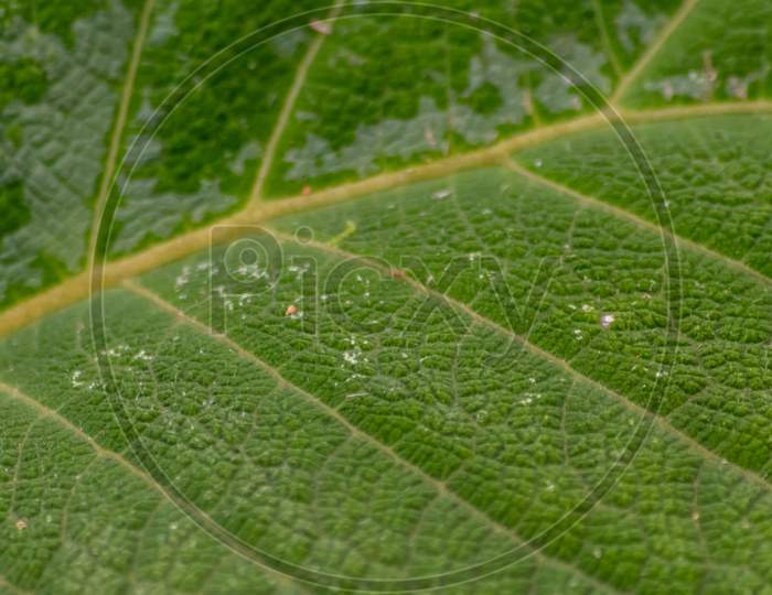 Macro of a rough green leaf with leaf structures and detailed veins is the perfect chlorophyll study object for biology and bio-chemical analysis for pupils, students and teachers at school