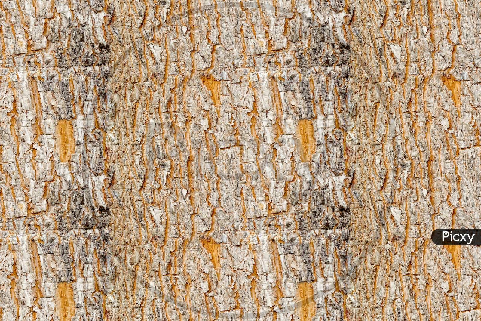 Tree bark texture background natural.