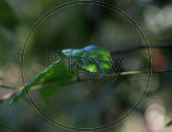 Abstract Green Pattern With Green Leaves