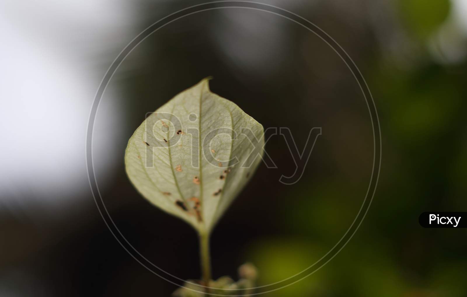 White Leaf Of A Wild Plant