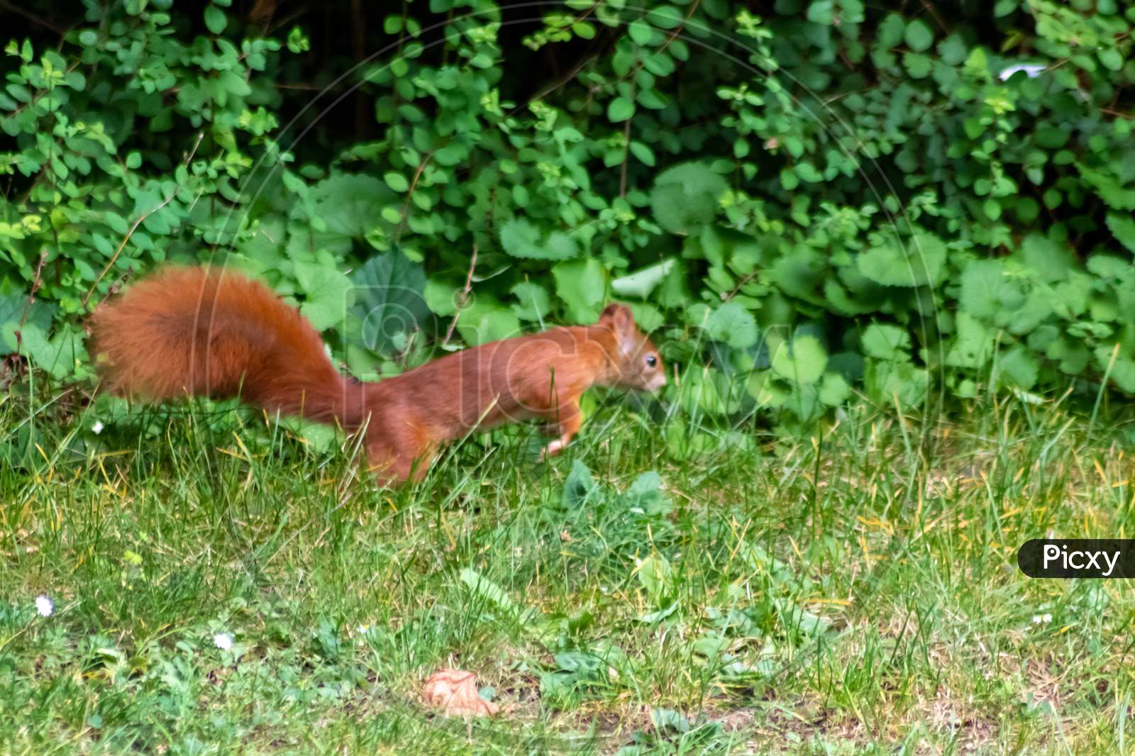 Image of Red eurasian squirrel hopping on the ground in the sunshine