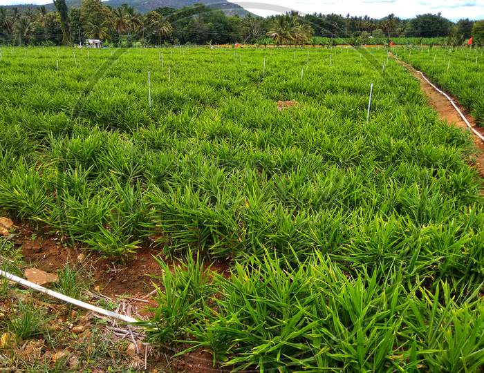 Image of Ginger farm, ginger cultivation, ginger field-YS979590-Picxy