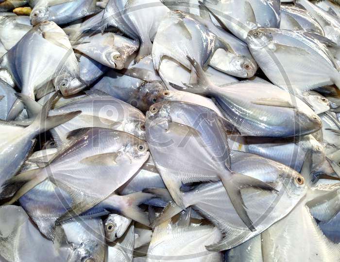 Raw Pomfret Fish In A Fish Market,Fresh White Pomfret Fish,Best Sea Fish