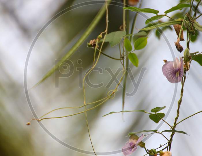 Flowers And Fruits Of A Wild Plant