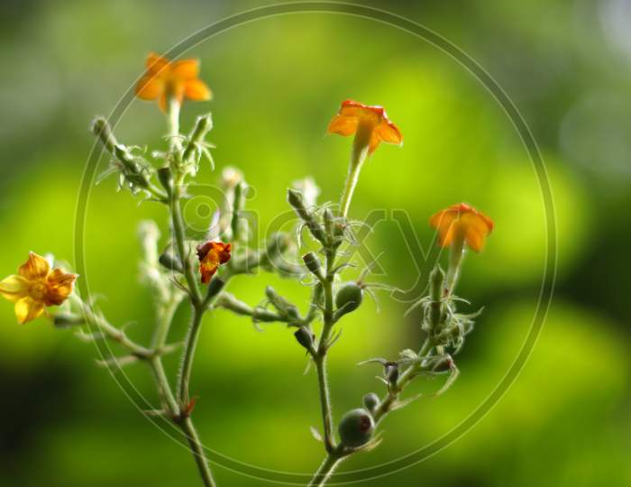 Wild Orange Flowers In Green Backdrop