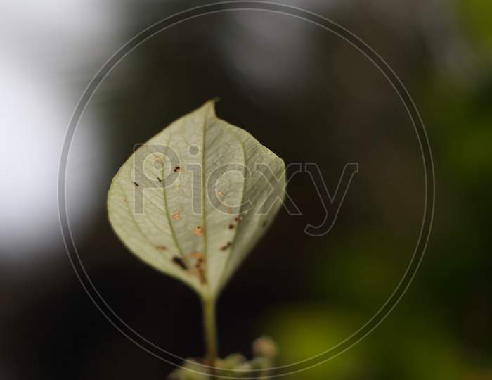 White Leaf Of A Wild Plant
