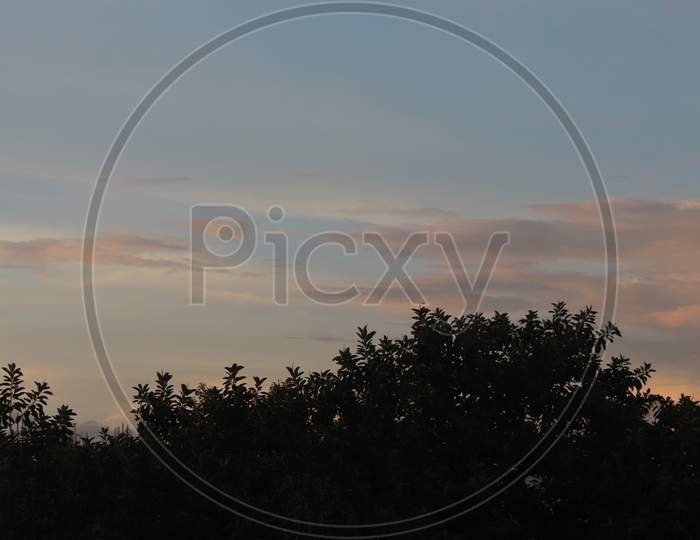 Sky Background Against Tree