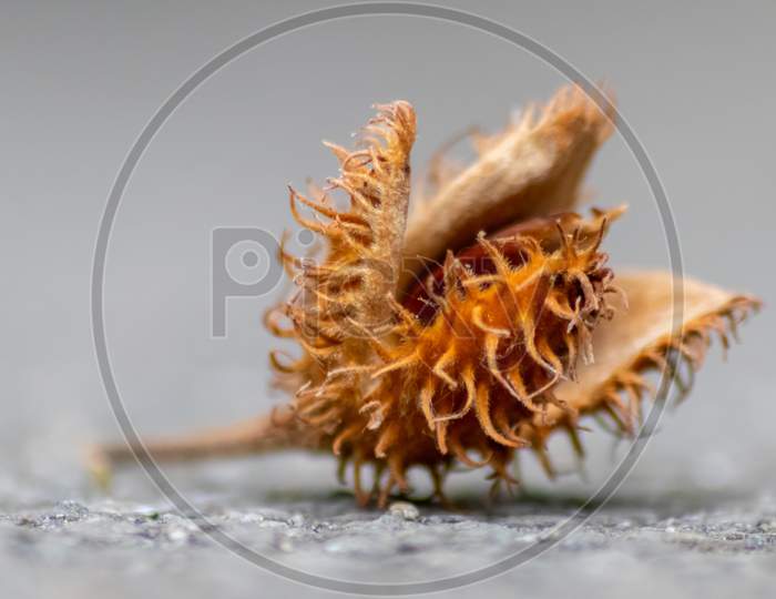 Beech nut macro in fall and autumn as seasonal forest fruit with spiky nutshell and delicious nut seeds as harvest for animal feed in forests and woods tasty snack on outdoor hiking adventures