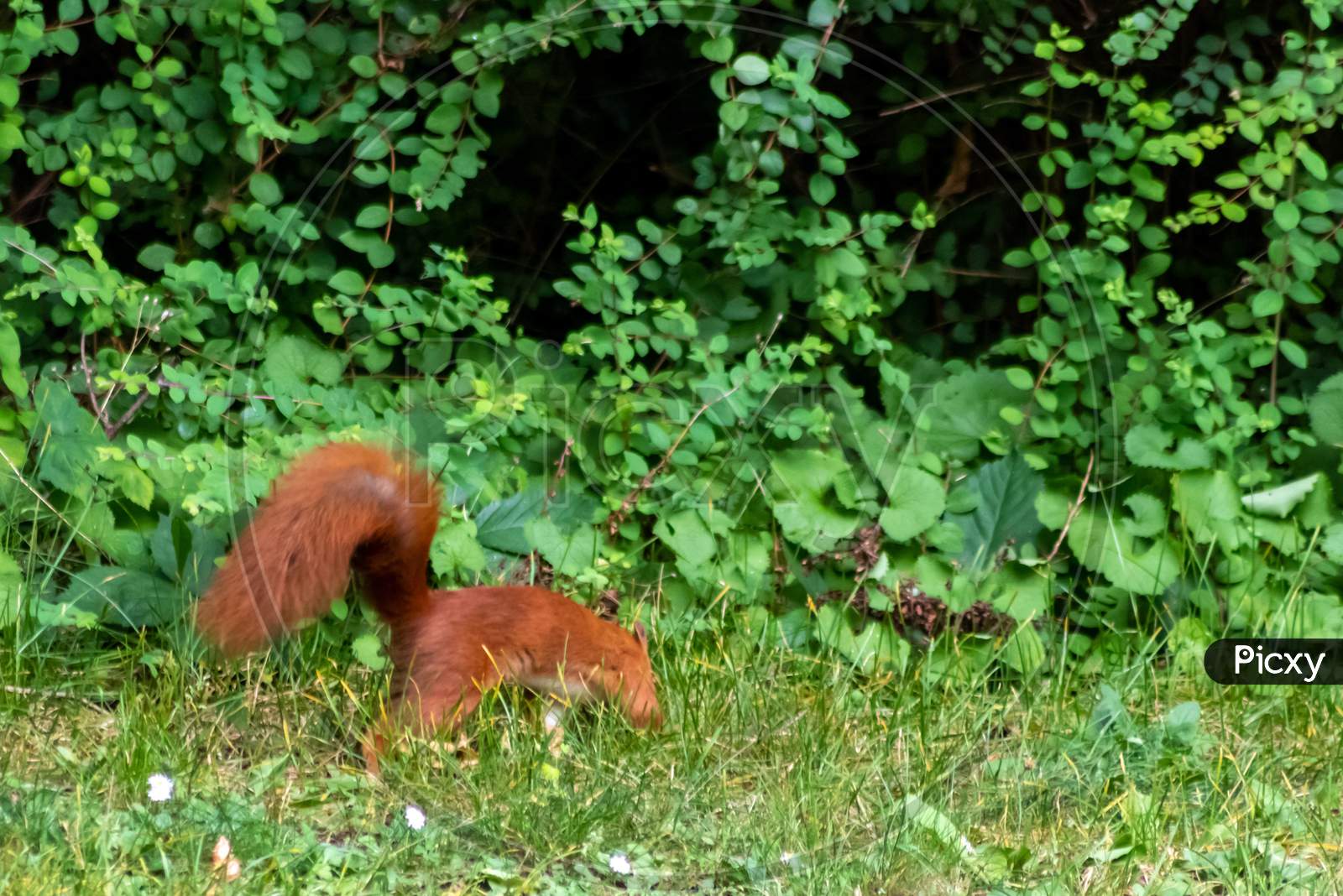 Image of Red eurasian squirrel hopping on the ground in the sunshine