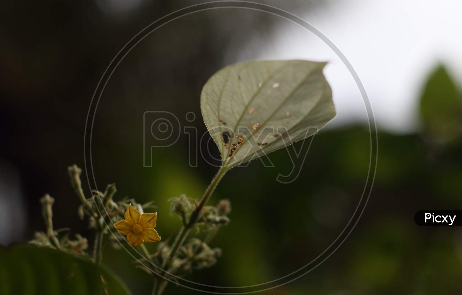 White Leaf And Yellow Flower Of A Wild Plant