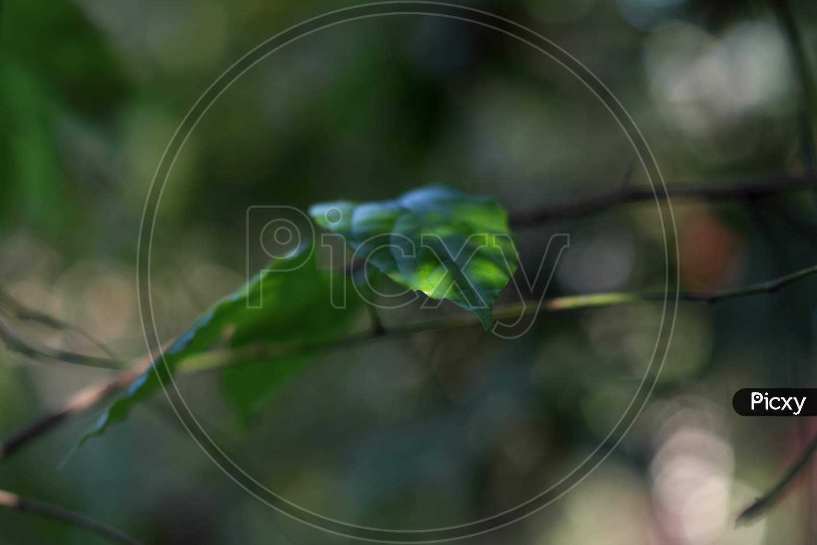 Abstract Green Pattern With Green Leaves
